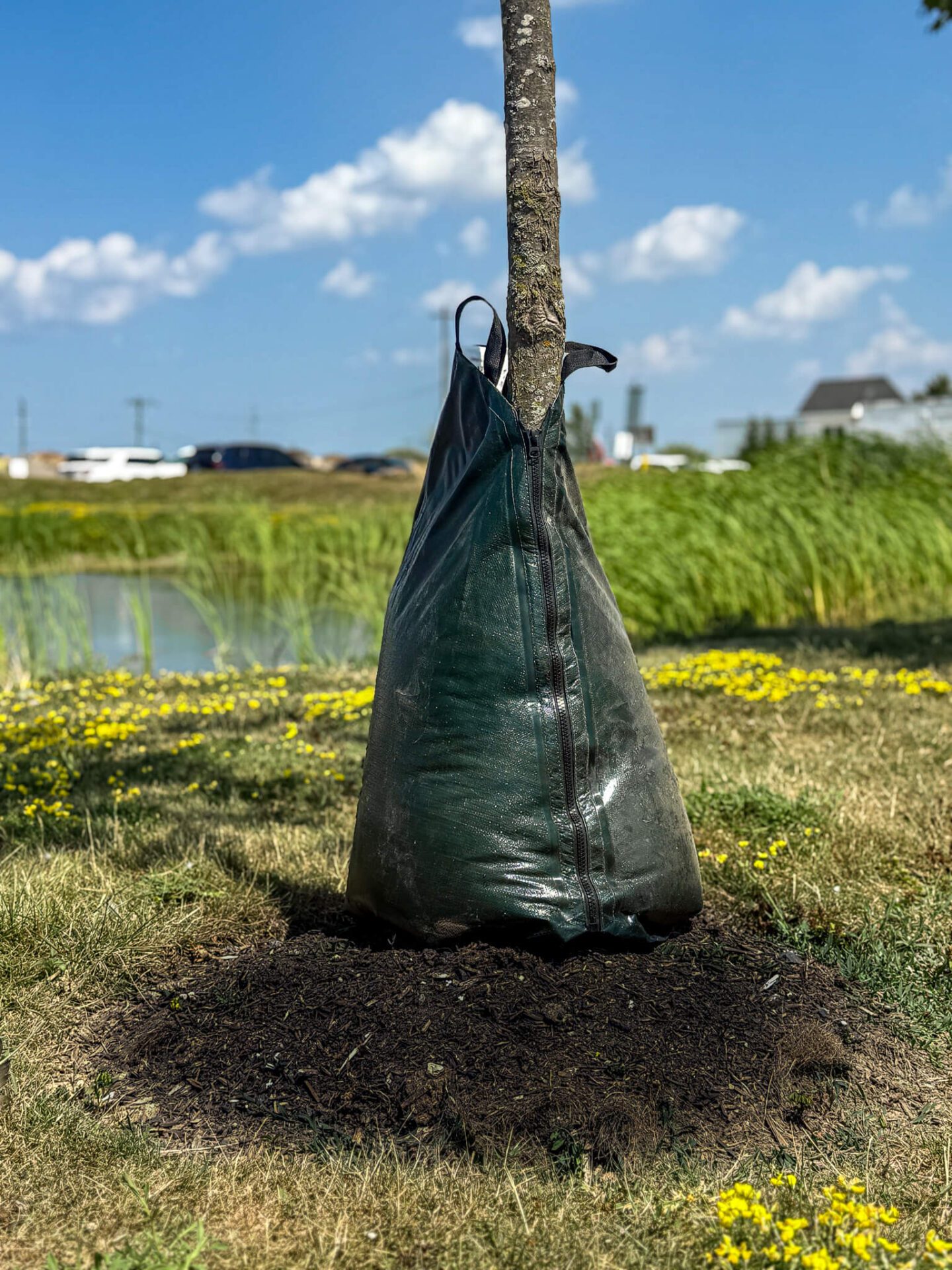 buy tree watering bags in hamilton